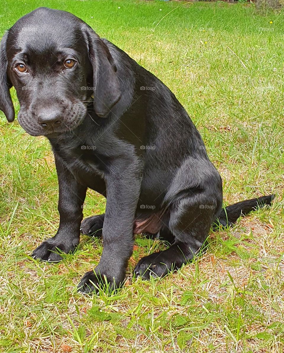 lovely LABRADOR