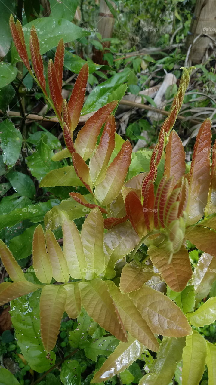 FOLHAS GALHO ÁRVORE Rhus typhina L.
