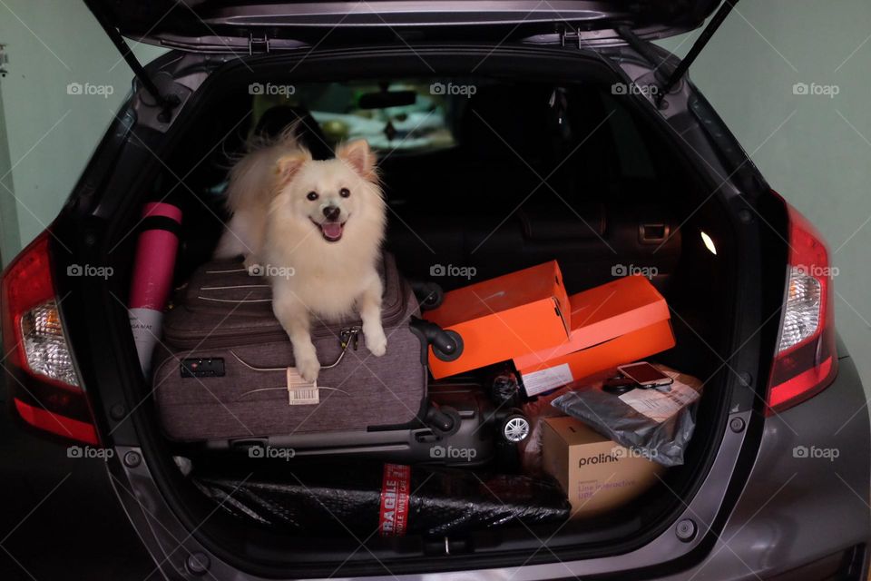 my dog wanna vacation