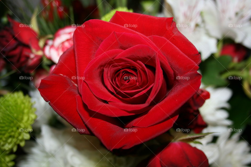 Red Rose in a Floral Arrangement 