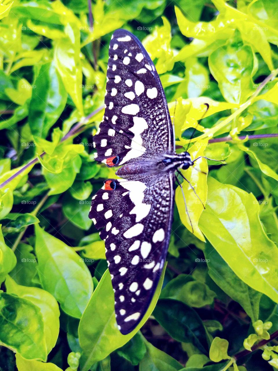 a beautiful black butterfly in a garden