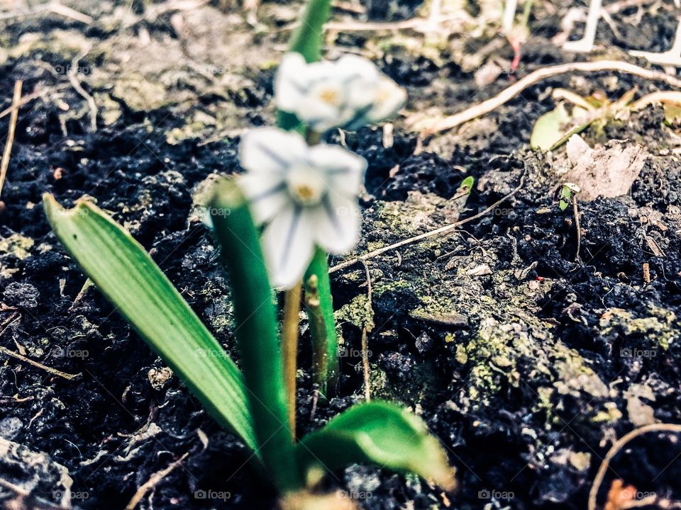 Springtime flowers relax 