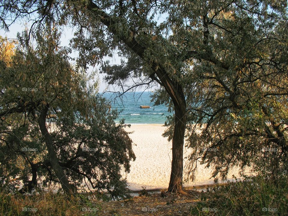 trees against the sea деревья на фоне моря