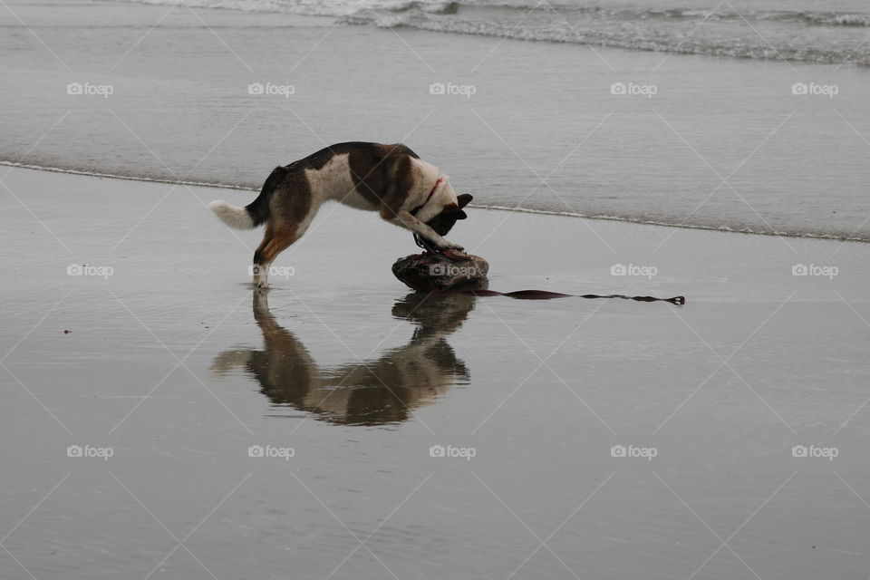 The dog and its image mirroring in the water - making an ellipse 