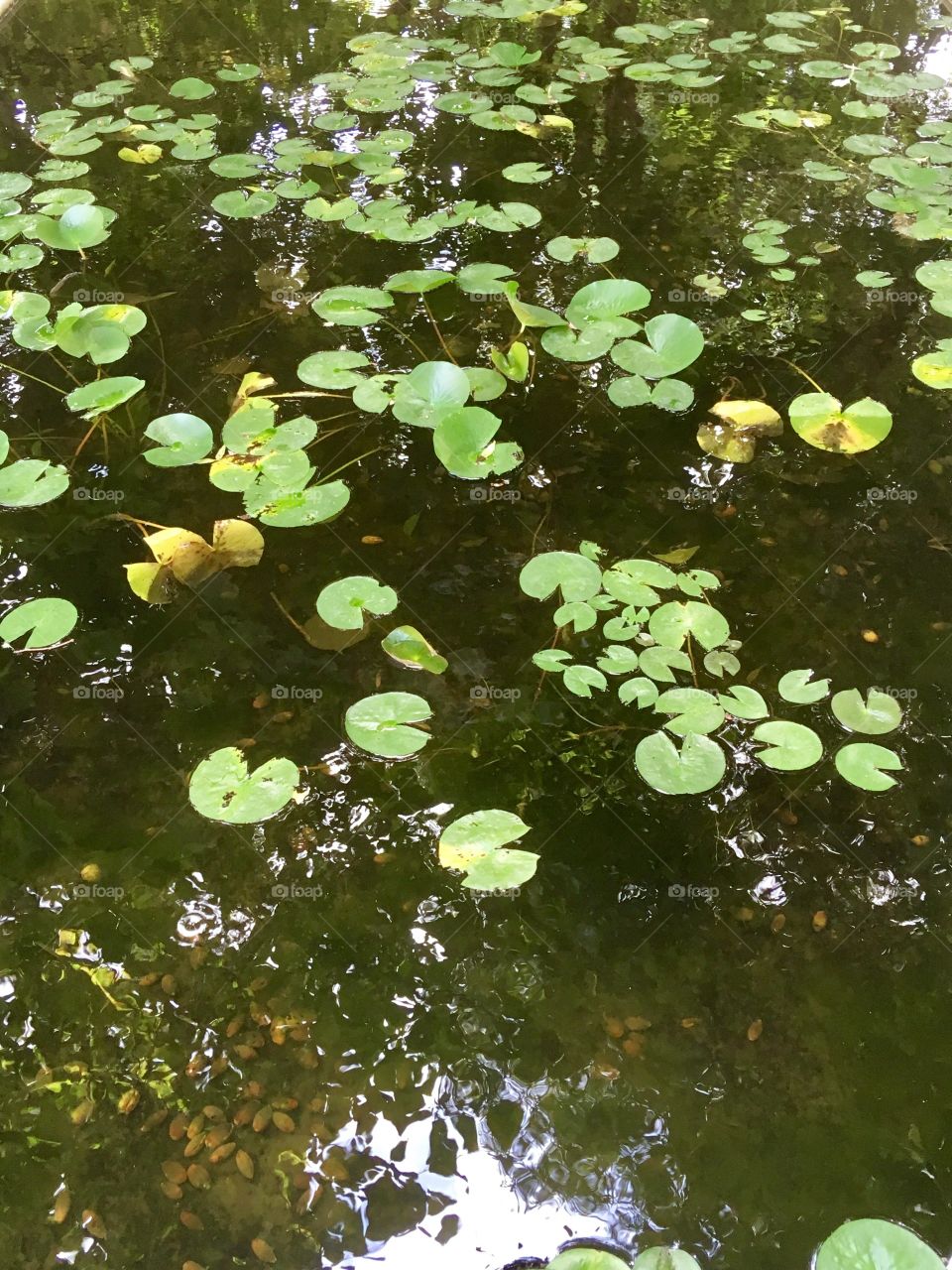 Leafs, Water and Reflection 