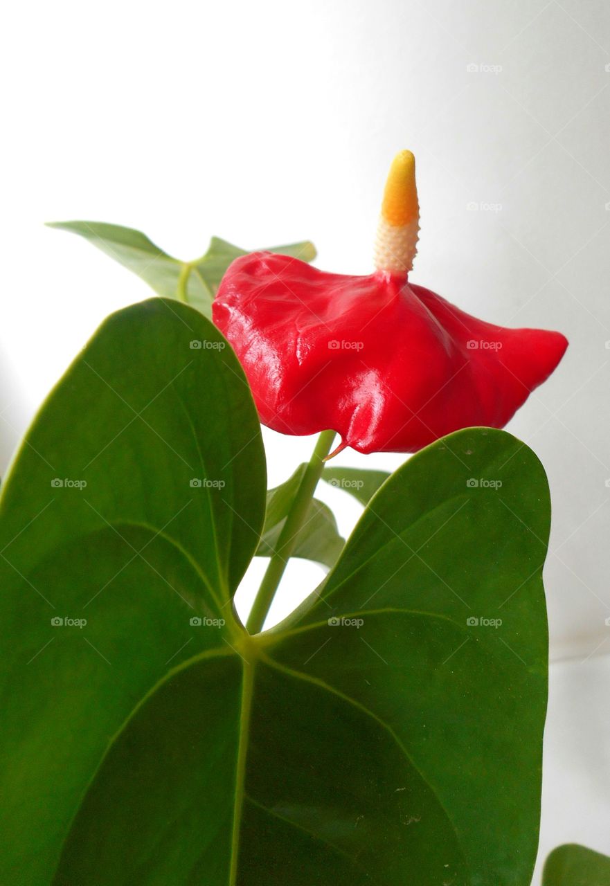 house plants in the pots red flower