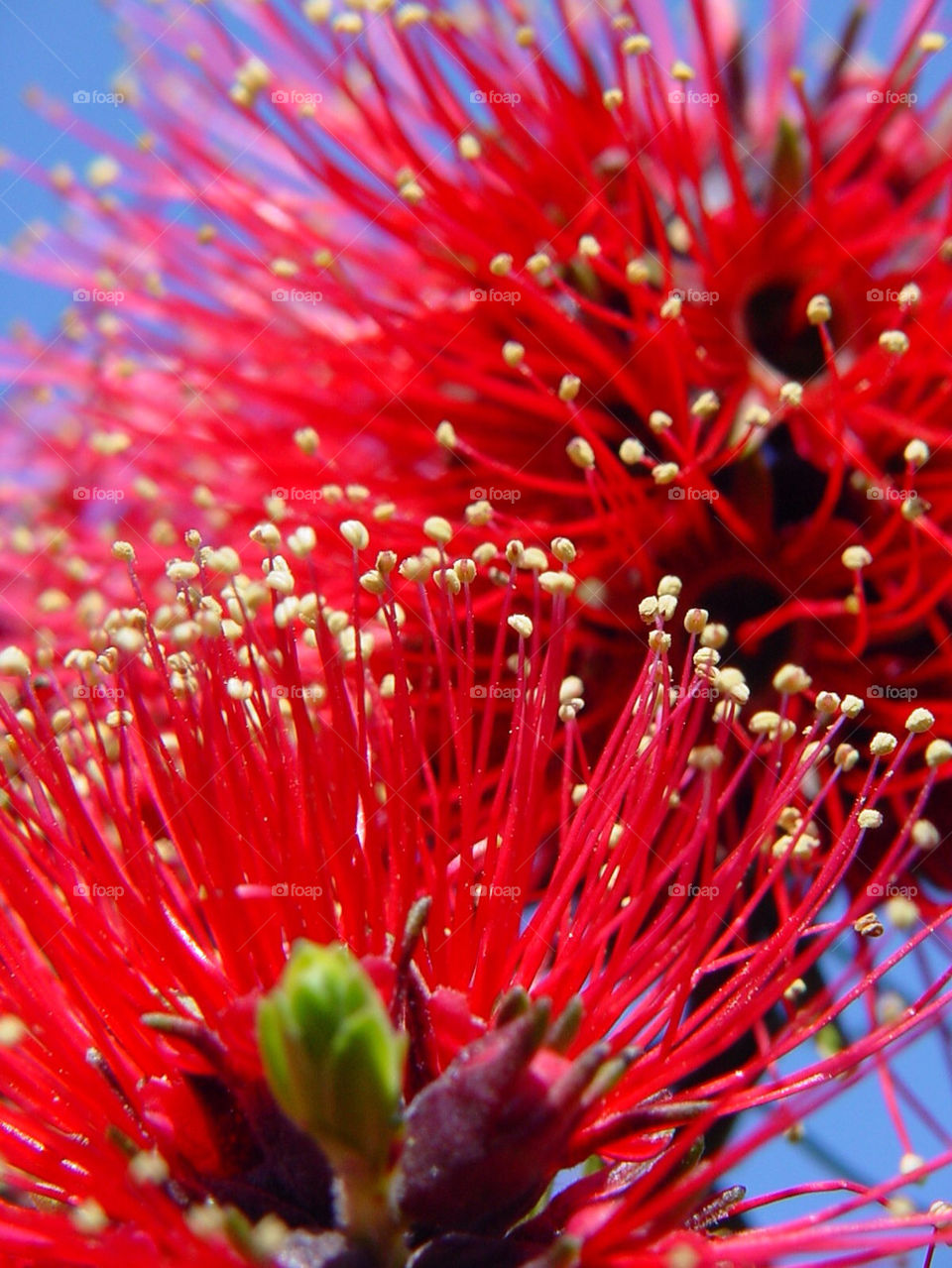 stigma flower red wild by kshapley