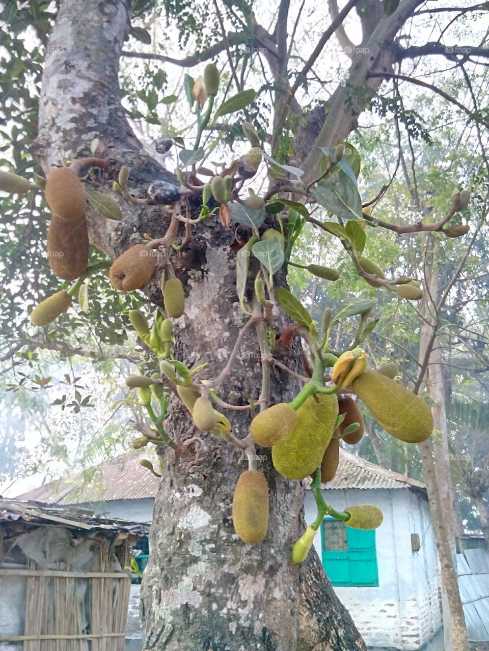 Jack Fruite Tree
