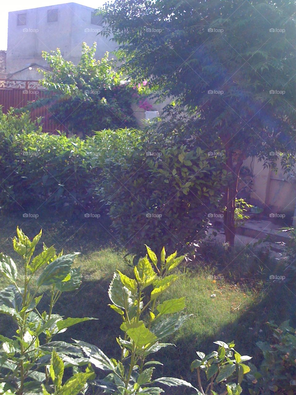 My Garden