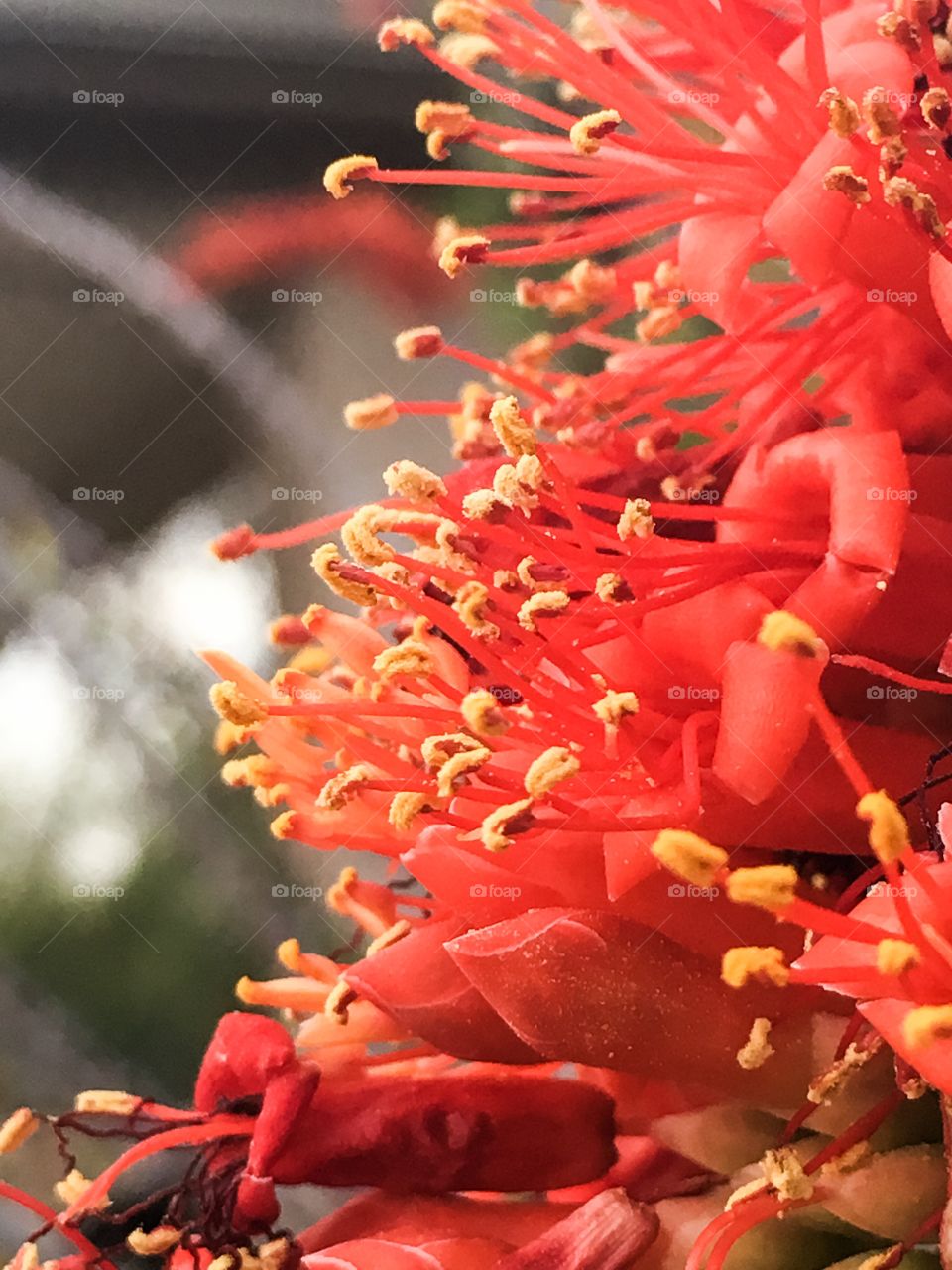 Ocotillo cactus blooms