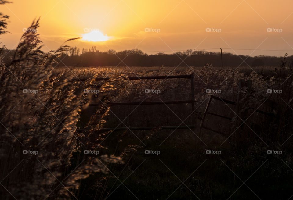 Gate in field with sunset