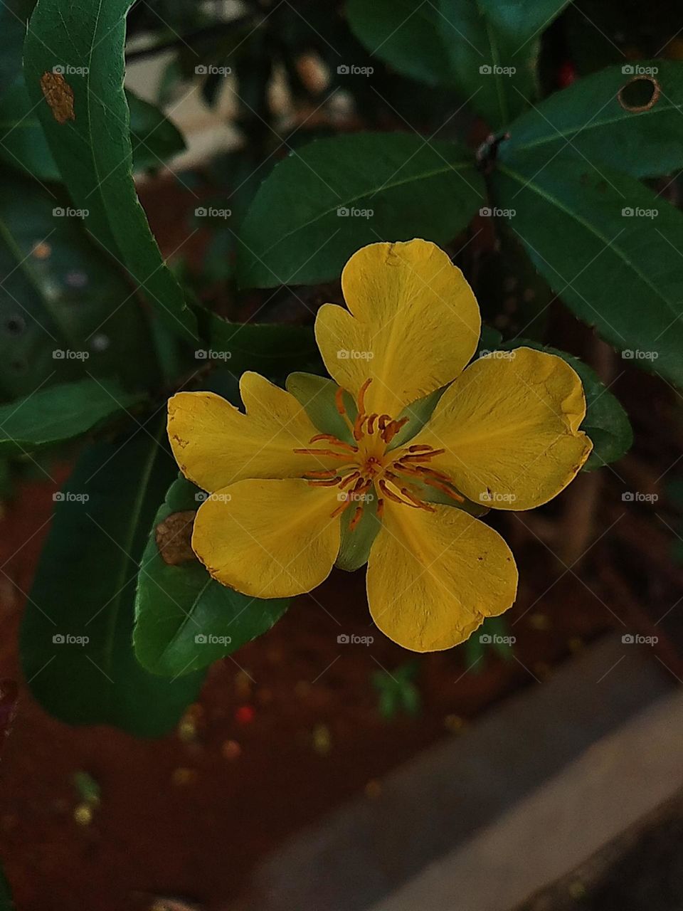 Yellow flower plants