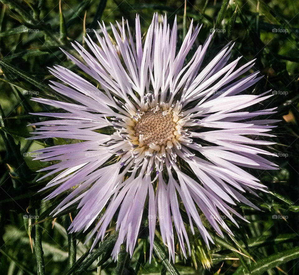 close up of wild sptingtime flower