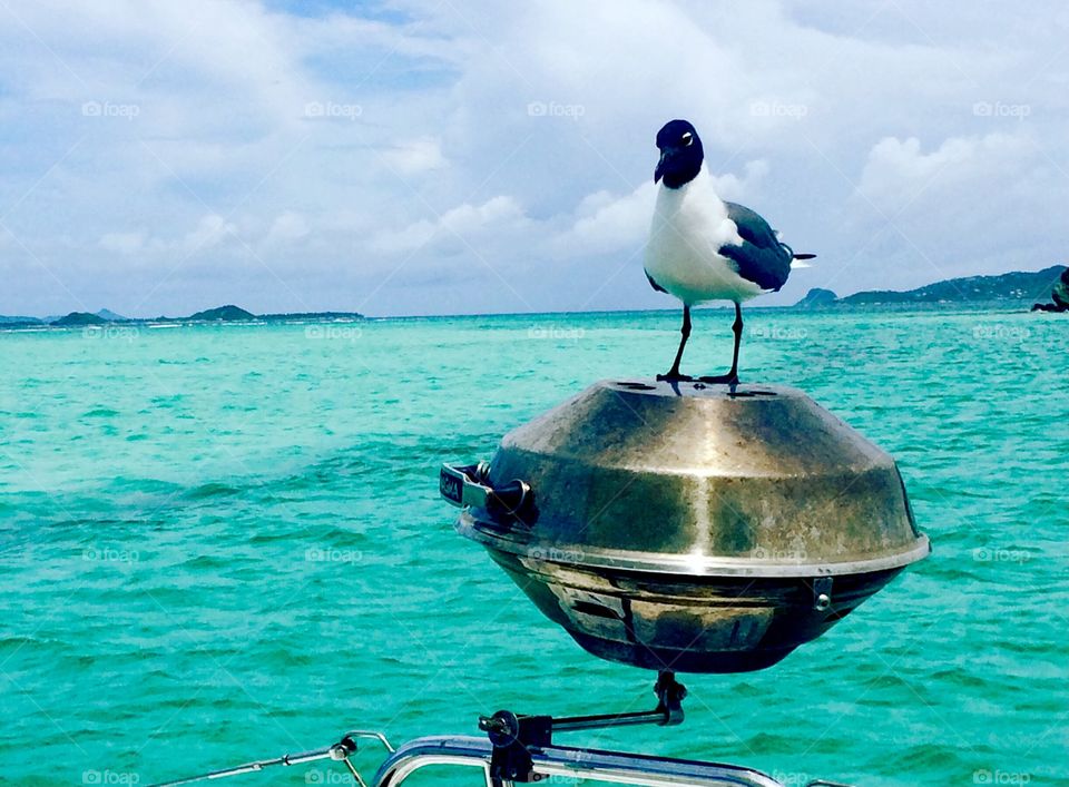 Seagull landed on BBQ grill of sailboat in Tobago Cay