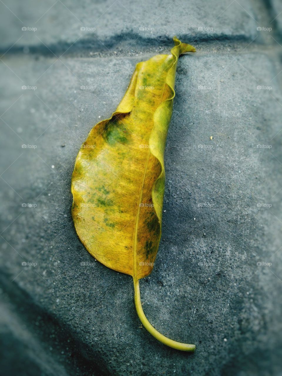 Fallen Leaves Never Hate the Wind