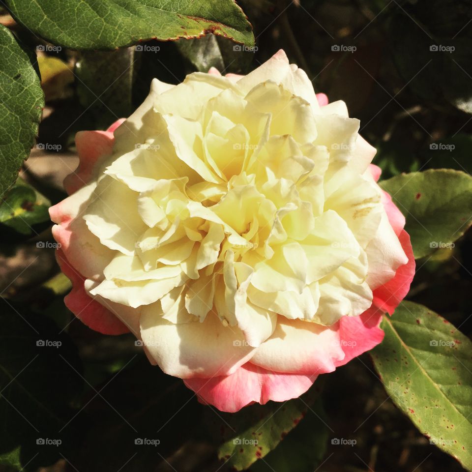 🌼#Flores do nosso #jardim, para alegrar e embelezar nosso dia!
#Jardinagem é nosso #hobby.
🌹
#flor #flowers #flower #pétalas #garden #natureza #nature #flora 