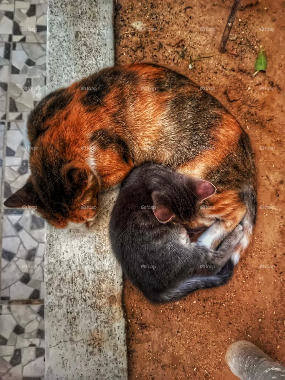 Kitten and mam