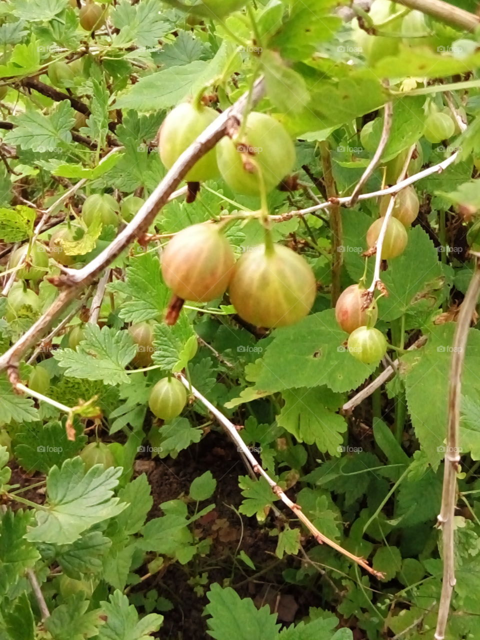 ягоды крыжовник.сад.огород.зеленый.