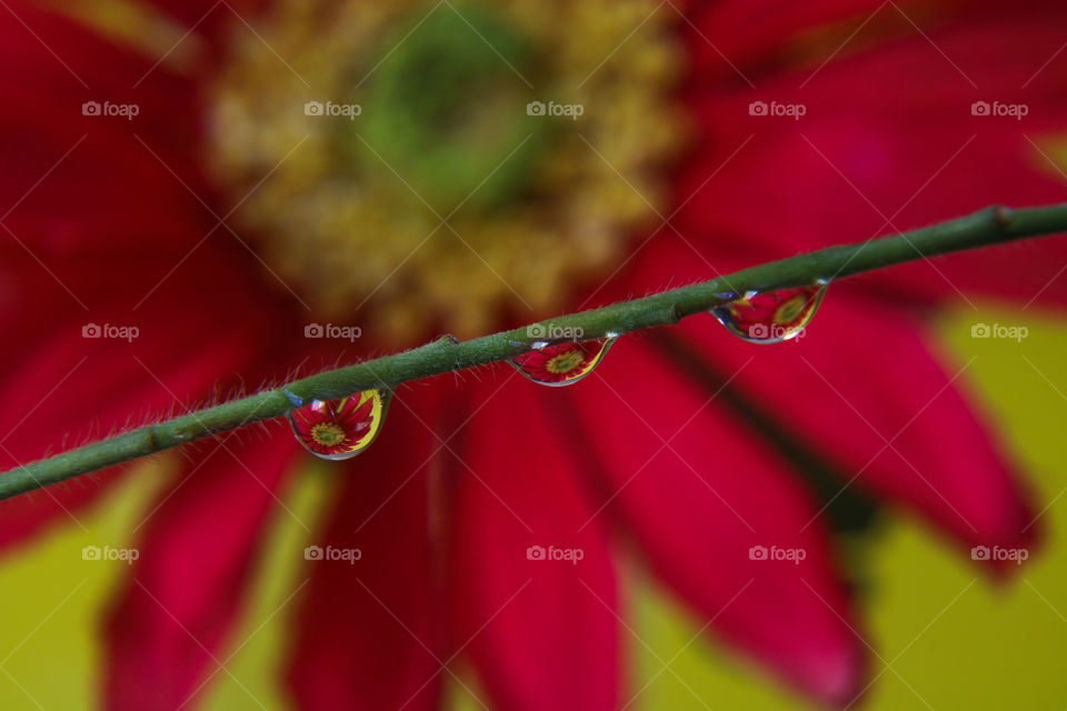 Macro shot of water droplets with flower reflection 