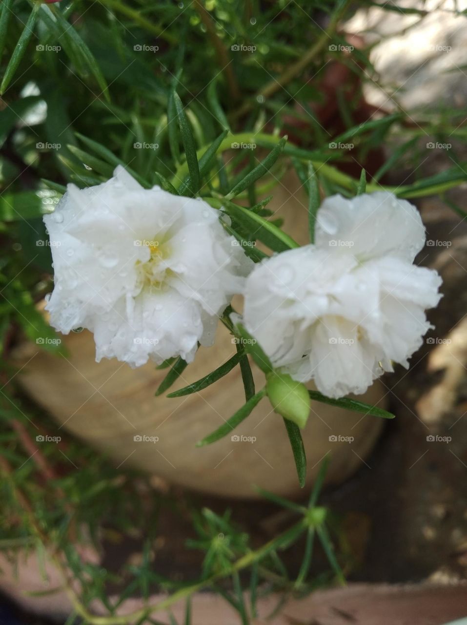white flower seasonal fresh shurb small size looks very beautiful generally found everywhere