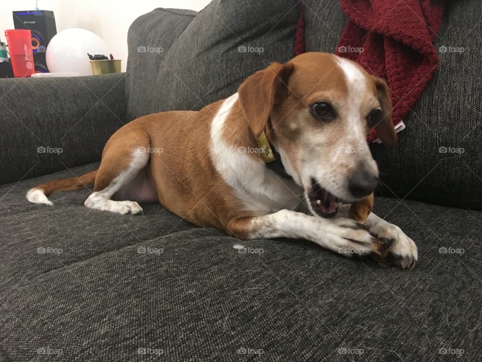 Beagle cute dog with bone toy