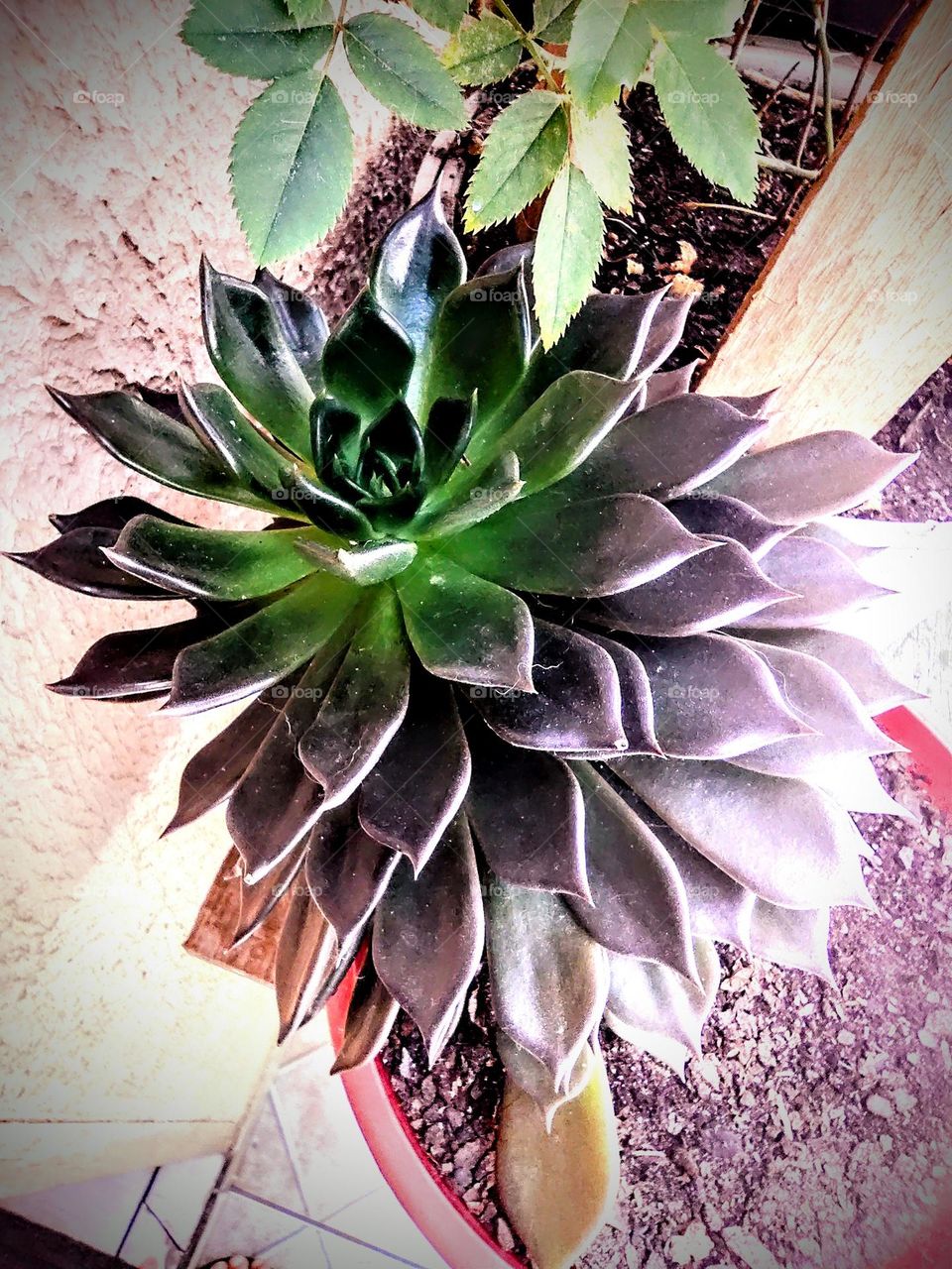 suculenta Black Prince