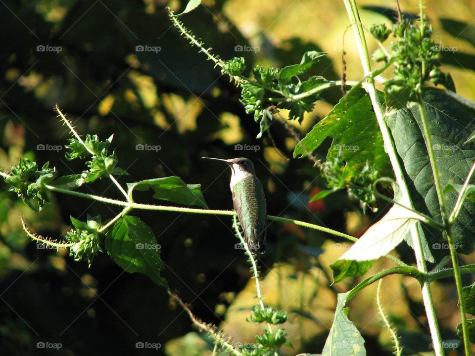Hummingbird pirching