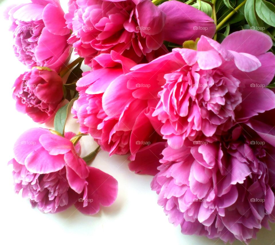 Pink peony flowers