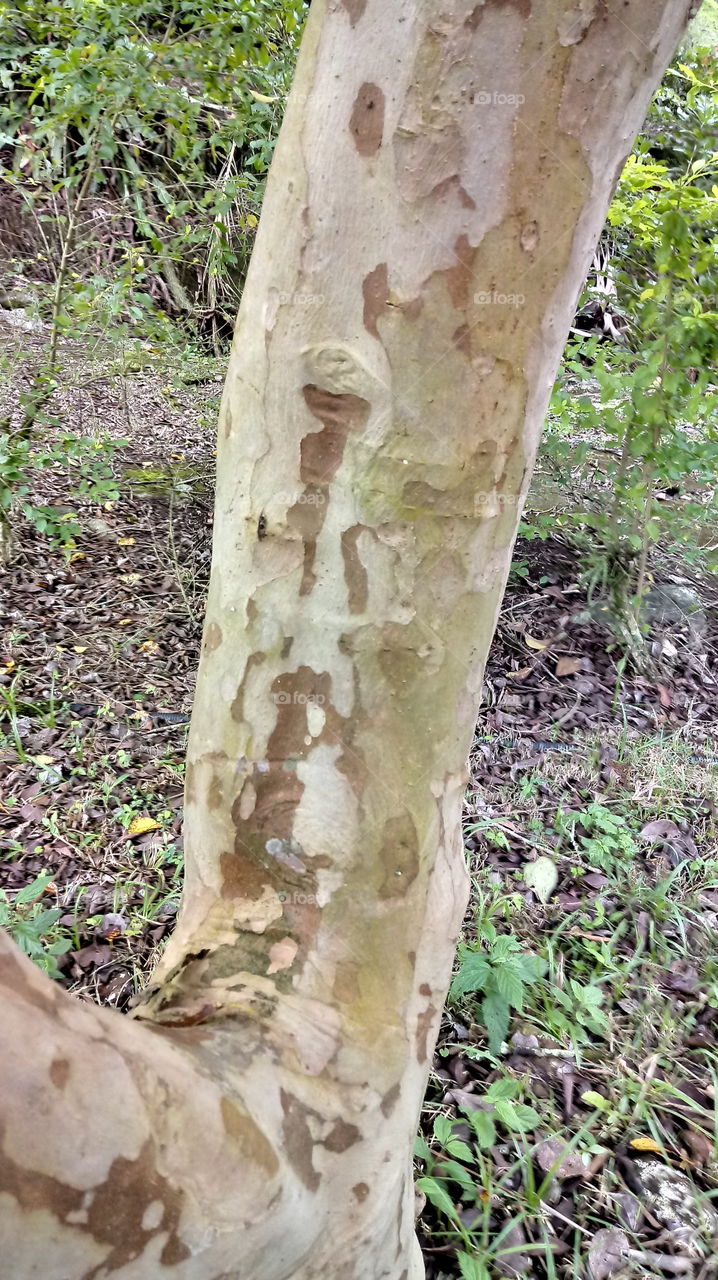 TRONCOS TRONCO ÁRVORE