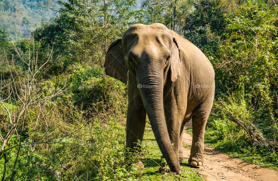 Indian Elephant walking in Jungle