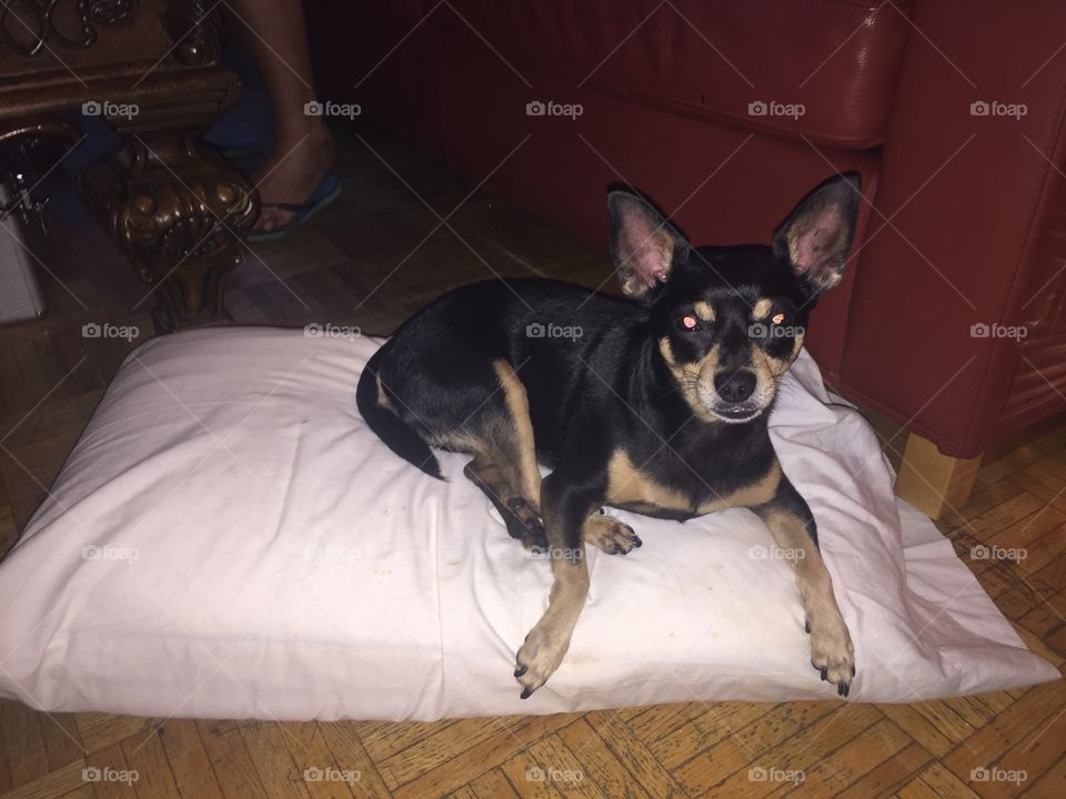 Precious Chihuahua 