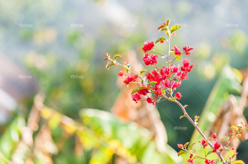 Flowering plant blooming with the arrival of spring season