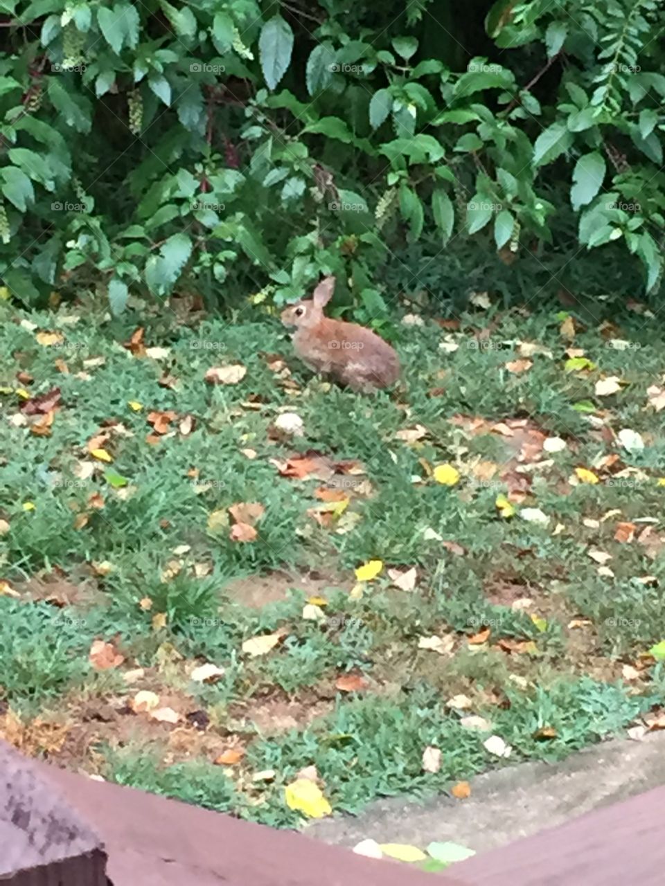 This is the hare who lives in our back yard (aka) Mr.Wisekins. For running away from my dogs every time! He is so wise 😂