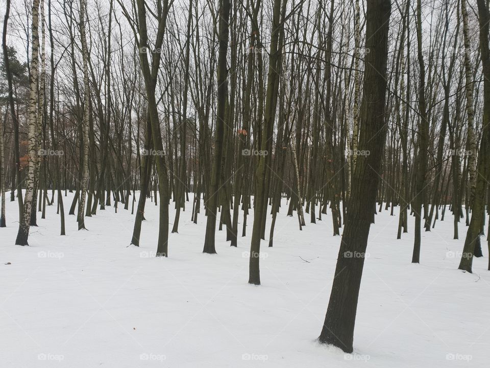 snowy forest