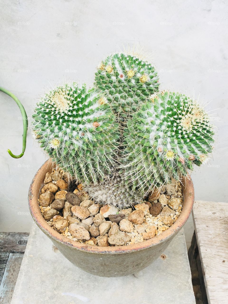 Cactus 