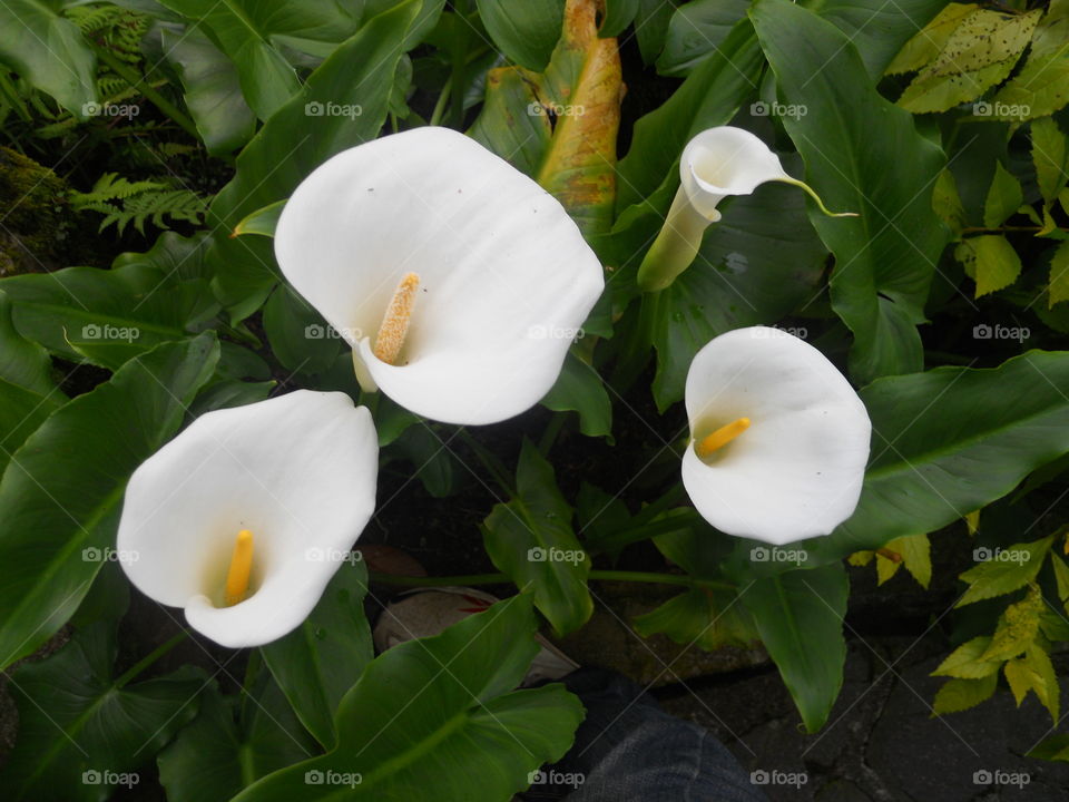 White Anthurium