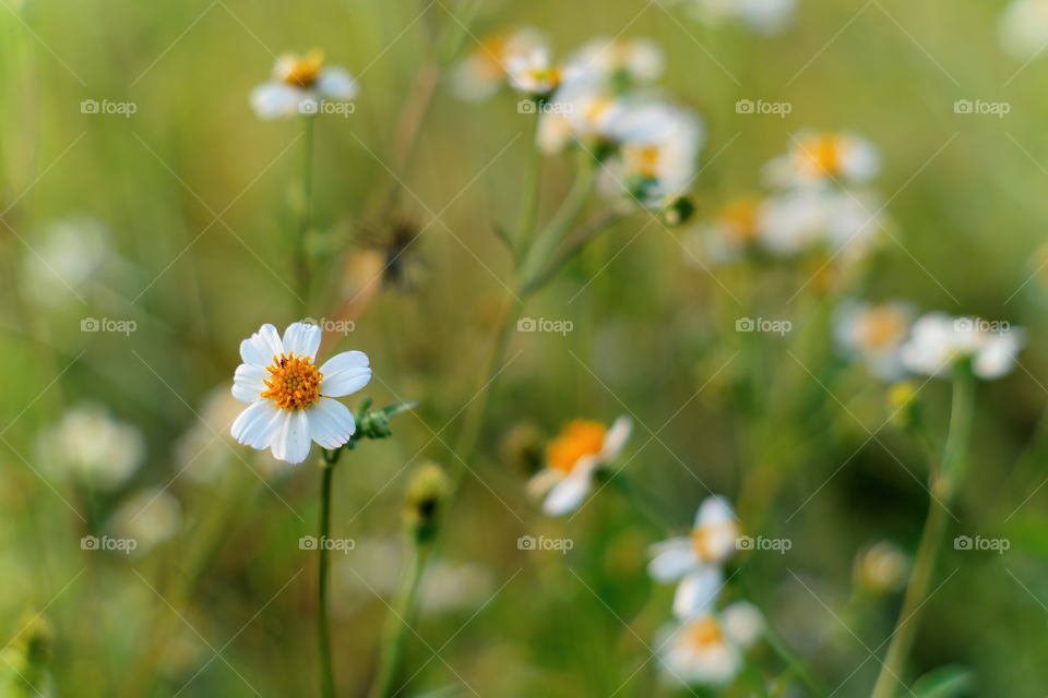Bidens alba daisy