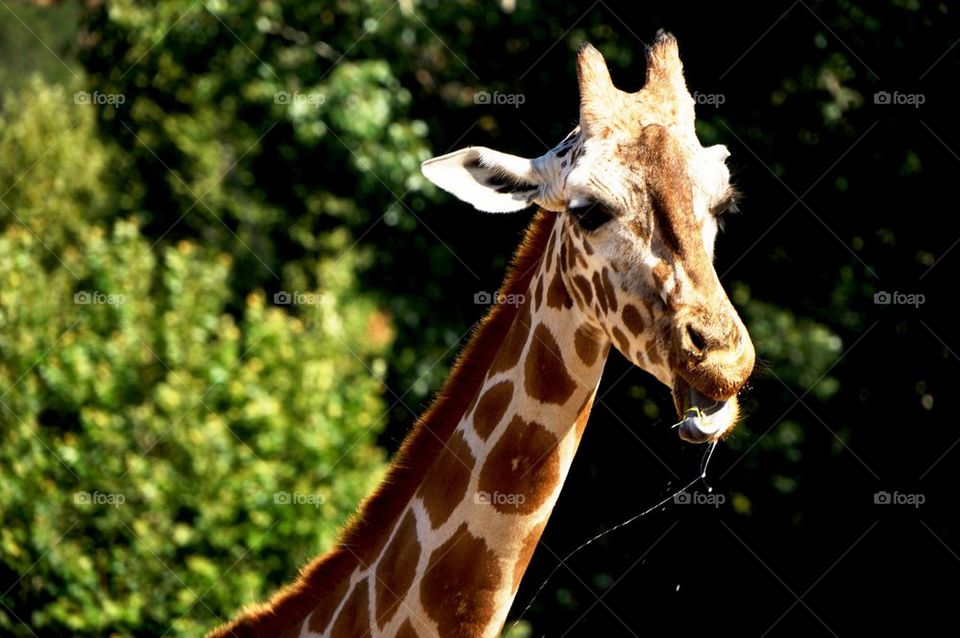 Stilts, the hungry Giraffe
