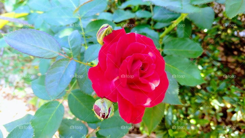 Rosa linda vermelha.