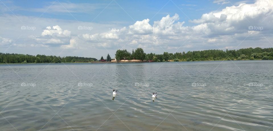 lake summer landscape and birds gulls