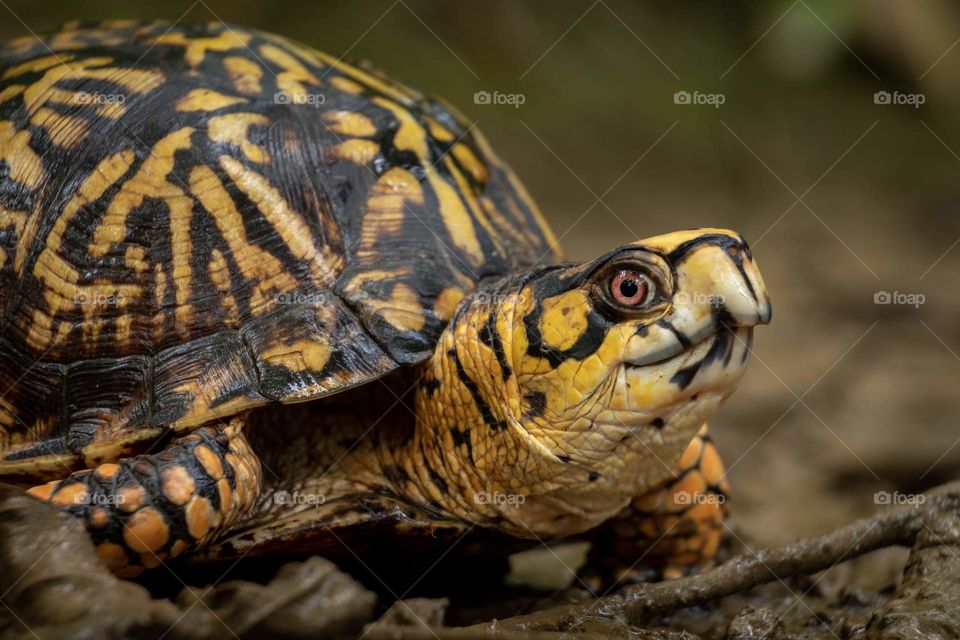 A male eastern box turtle (Terrapene carolina carolina) in the forest at Barfield Crescent Park in Murfreesboro Tennessee. 