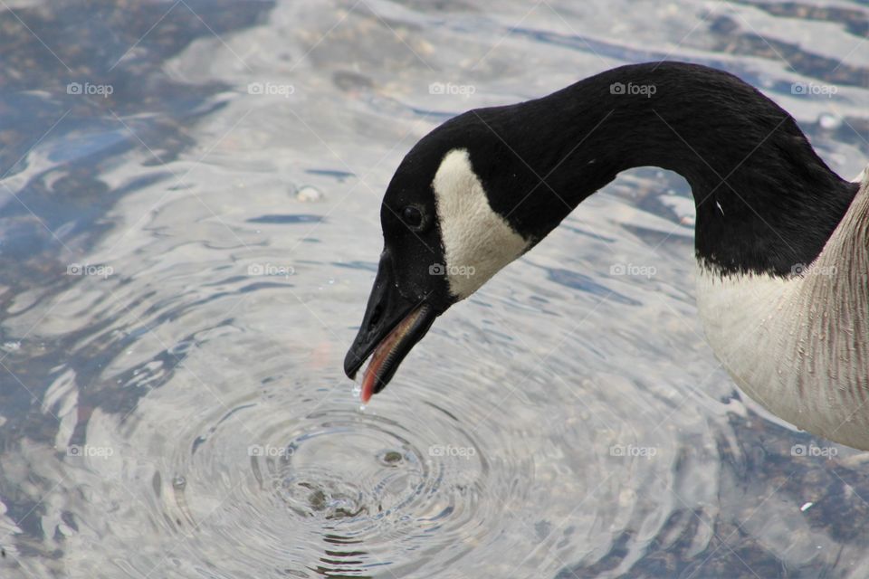 Canada goose taking a refreshing drink from the Hudson River 