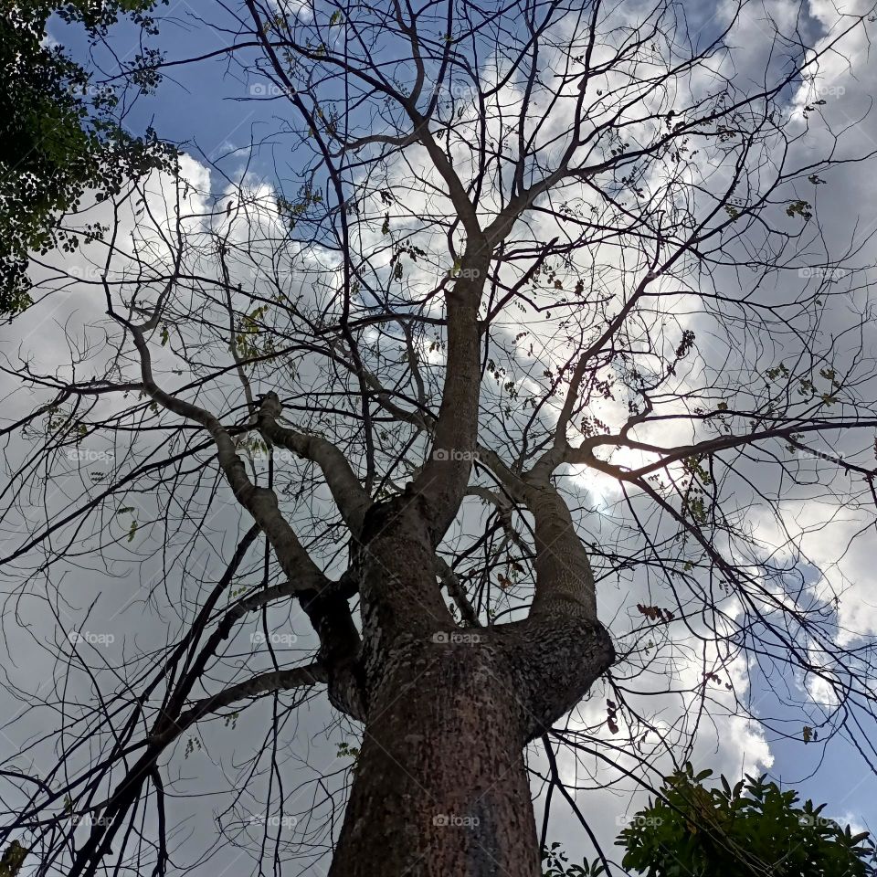 Dead tree with no leaves left with empty branches