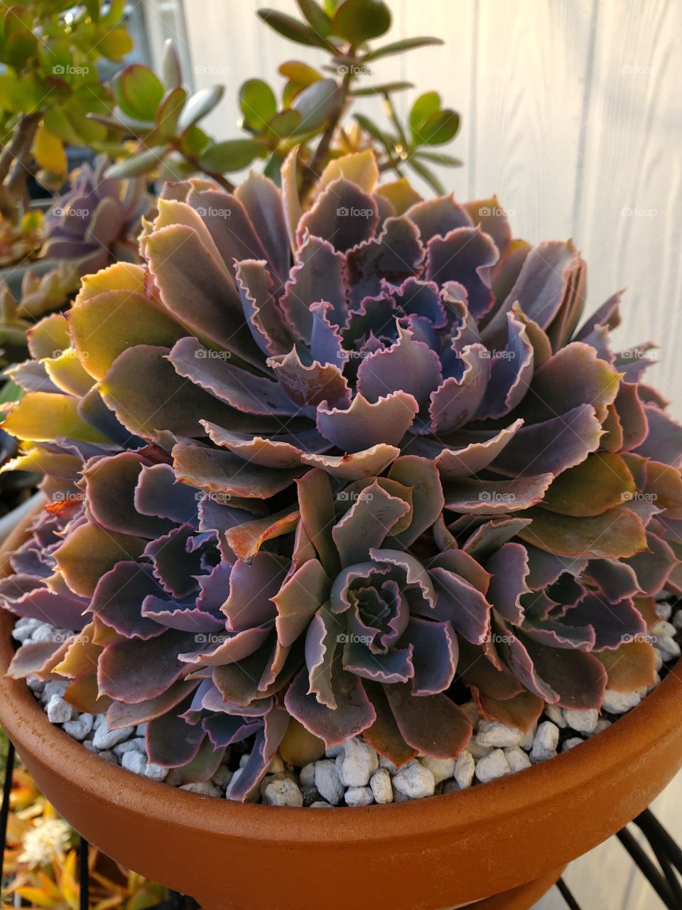 Succulent