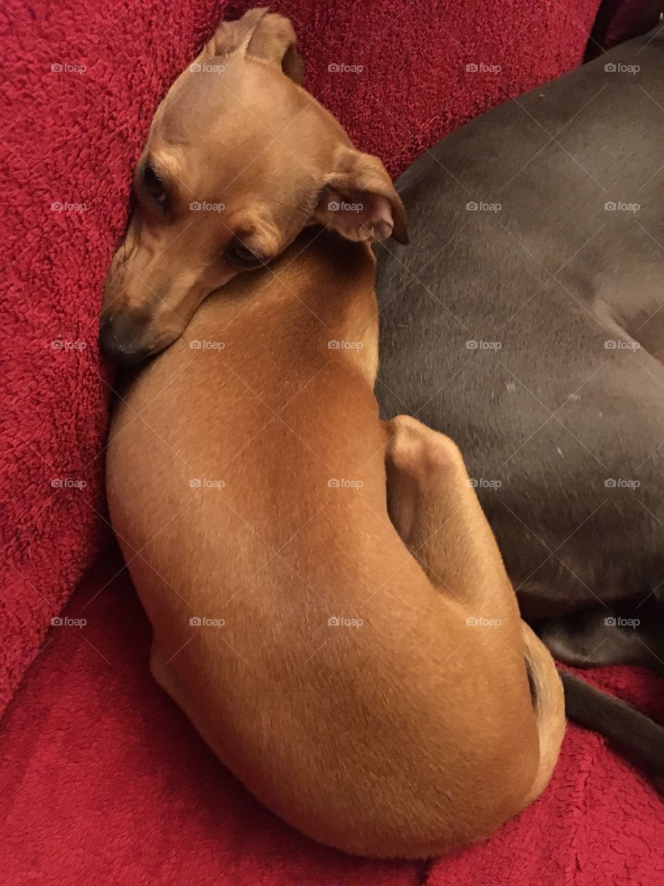 Amber the silly Italian greyhound puppy sat twisted and contorted in the sofa against a whippet
