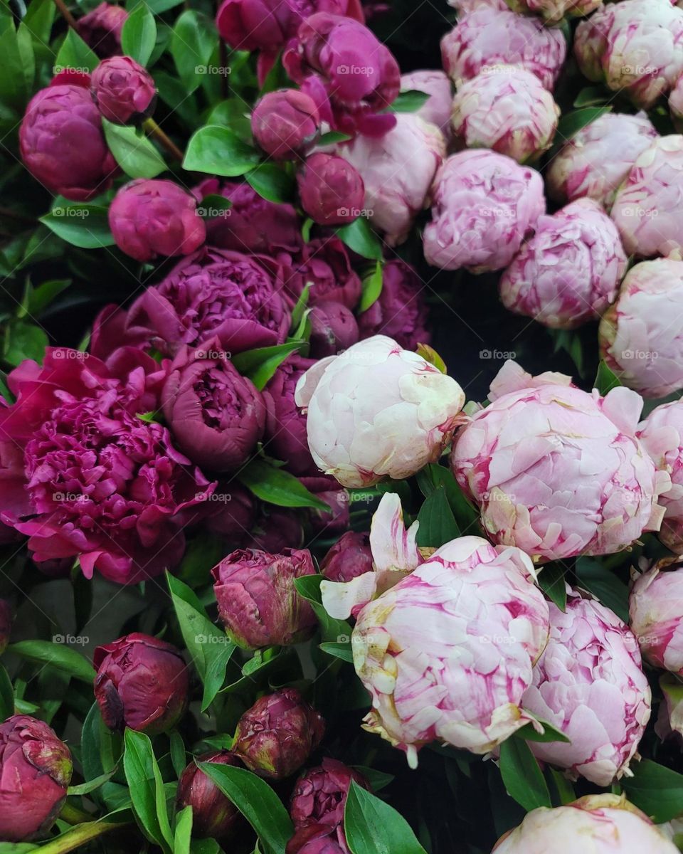 Peonies