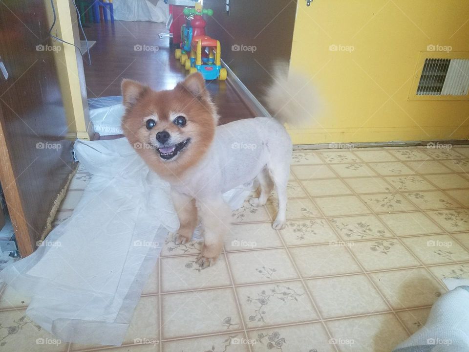 Simba is getting ready for a dog fashion show