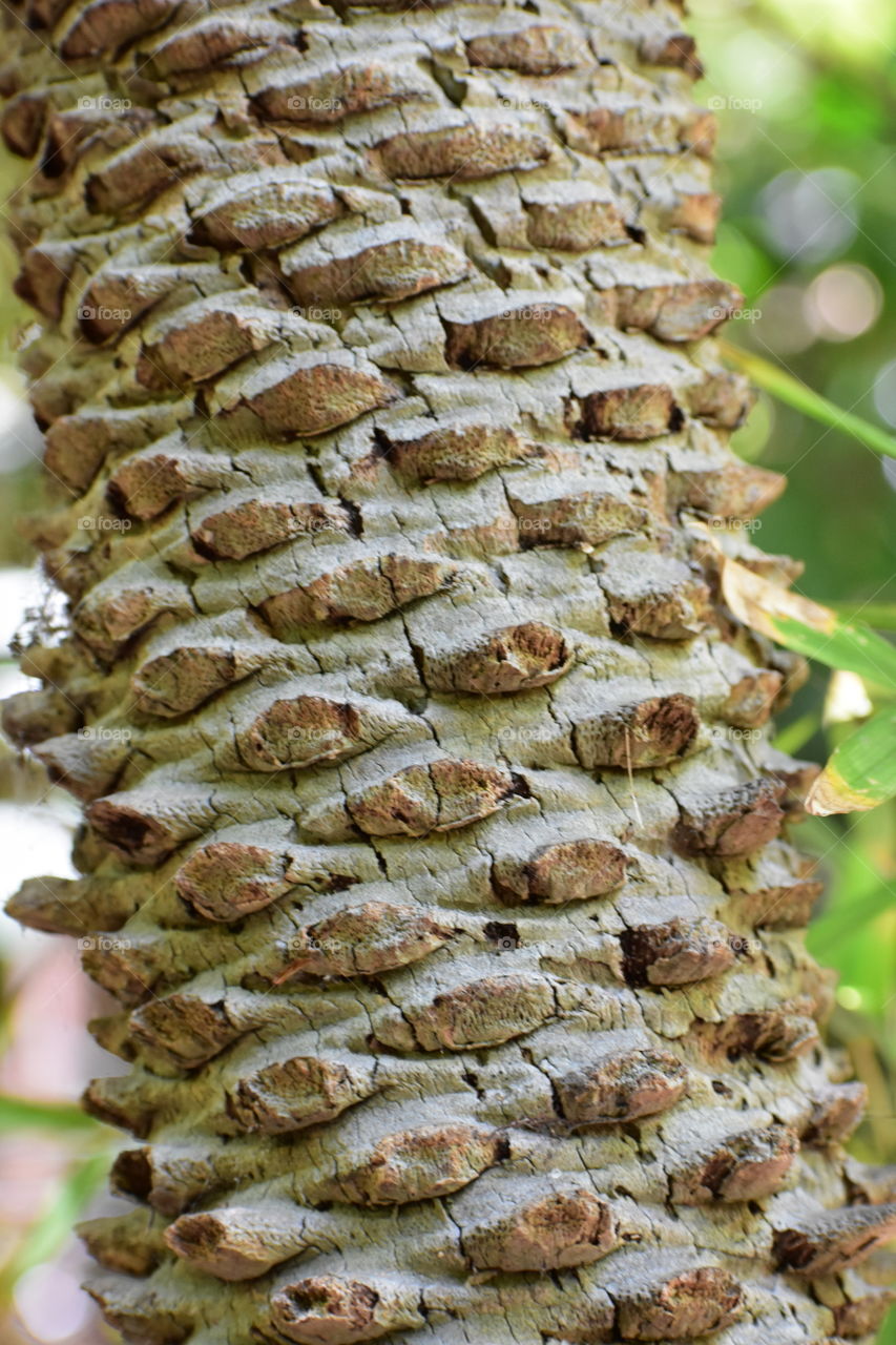 Close up tree