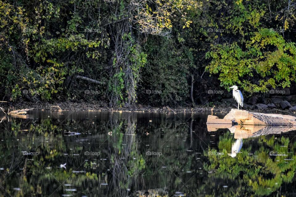 Heron on the rock