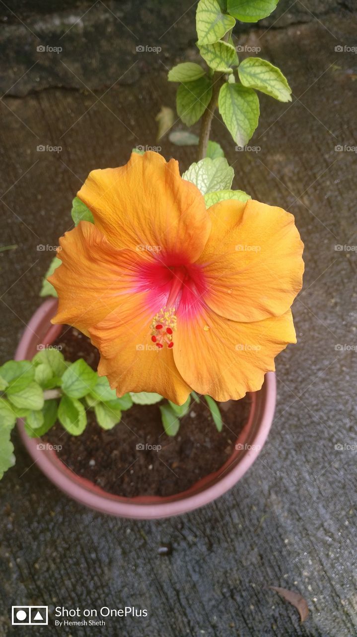 Yellow hibiscus flower with pinkish red color in the center. A beautiful
color combination!